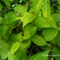 Miconia crenata (Vahl) Michelang.